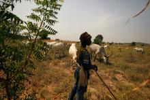 A Fulani shepherd stands at the boundary of a farm watching over grazing cattle in Paiko, Niger State, Nigeria, November 27, 2018. PHOTO BY REUTERS/Afolabi Sotunde