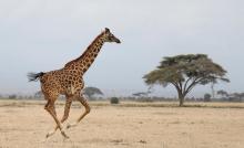 A giraffe runs in Amboseli National park, Kenya, August 26, 2016. PHOTO BY REUTERS/Goran Tomasevic