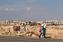 Palestinian schoolgirls walk with a donkey as the West Bank Jewish settlement of Maale Adumim, near Jerusalem, is seen in the background, November 13, 2013. PHOTO BY REUTERS/Ammar Awad