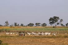 Herders graze a field with their livestocks on the outskirt of Zaria in Nigeria's northern state of Kaduna, November 15, 2016. PHOTO BY REUTERS/Akintunde Akinleye
