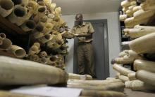 A Zimbabwe National Parks and Wildlife Management official checks ivory inside a storeroom in Harare, August 22, 2012. PHOTO BY REUTERS/Philimon Bulawayo