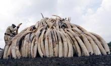 A Kenya Wildlife Service (KWS) ranger stacks elephant tusks, part of an estimated 105 tonnes of confiscated ivory to be set ablaze, on a pyre at Nairobi National Park near Nairobi, Kenya. PHOTO BY REUTERS/Thomas Mukoya