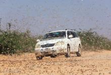 A motorist drives within desert locusts near a grazing land on the outskirt of Dusamareb in Galmudug region, Somalia, December 22, 2019. PHOTO BY REUTERS/Feisal Omar