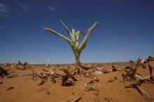 A maize plant is seen among other dried maize at a field in Hoopstad, a maize-producing district in the Free State province, South Africa, January 13, 2016. PHOTO BY REUTERS/Siphiwe Sibeko
