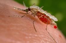 An Anopheles stephensi mosquito obtains a blood meal from a human host through its pointed proboscis, November 23, 2015. PHOTO BY REUTERS/Jim Gathany