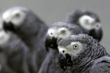 African grey parrots are seen at the Uganda Wildlife Education Centre in Entebbe, southwest of the capital Kampala, January 12, 2011. PHOTO BY REUTERS/James Akena