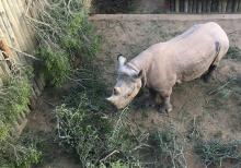 One of the six black rhinos due to be relocated to Chad is seen in an enclosure at Addo Elephant National Park, near Addo, South Africa, May 2, 2018. PHOTO BY REUTERS/Sisipho Skweyiya