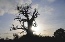 The twisted outline of a baobab tree is silhouetted near Djilakh, Senegal August 28, 2008. REUTERS/Ricci Shyrock
