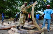 A Kenya Wildlife Services ranger inspects part of elephant tusks recovered from suspected Kenyan ring-leader of an ivory smuggling gang Feisal Ali Mohamed, also one of the nine most wanted environmental crime fugitives worldwide listed by Interpol, in Mombasa, Kenya, July 22, 2016. PHOTO BY REUTERS/Joseph Okanga